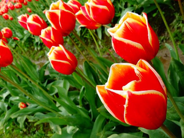 Red and yellow tulips