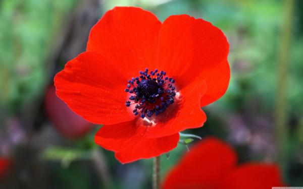 Red Anemone Flower