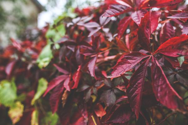 Red autumn leaves