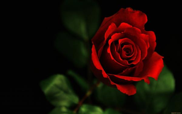 Red Beautiful Flower