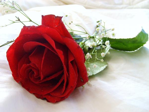 red flower