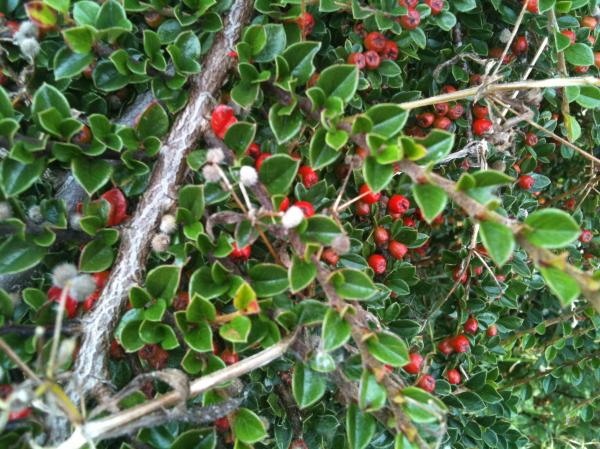Red Berries