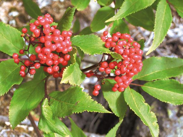 Red Berries