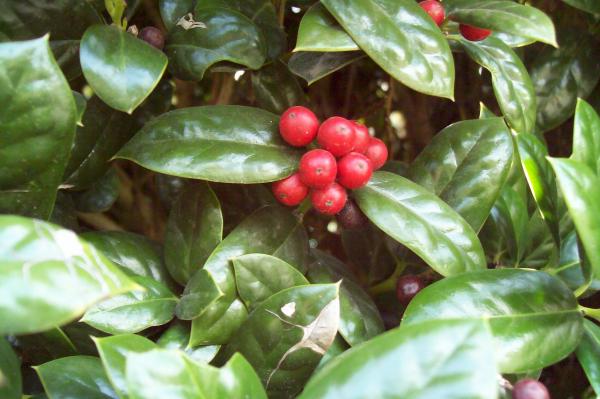 Red berries