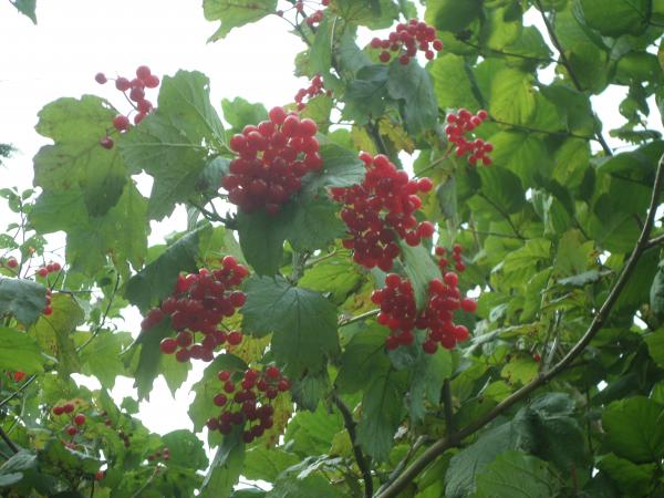 Red berries