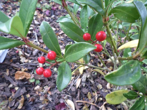Red berries