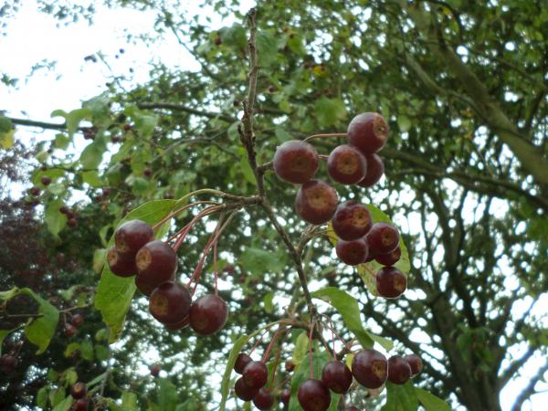 Red berries