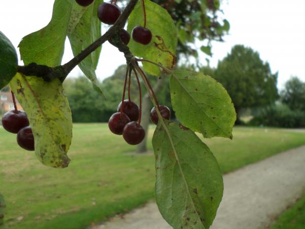 Red berries