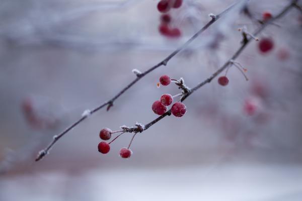 Red Berry Fruit
