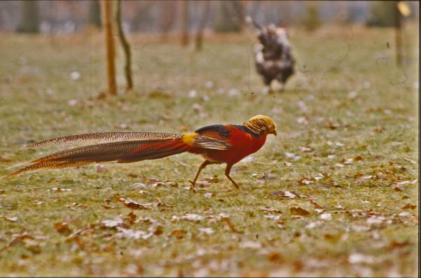 Red bird