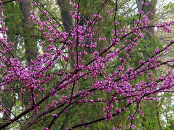 Red bud