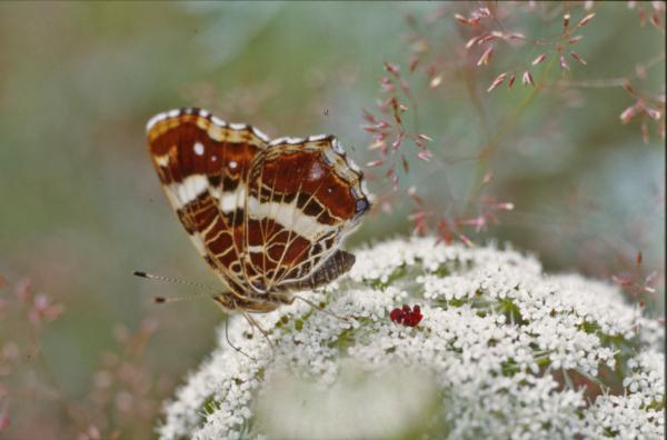 Red Butterfly