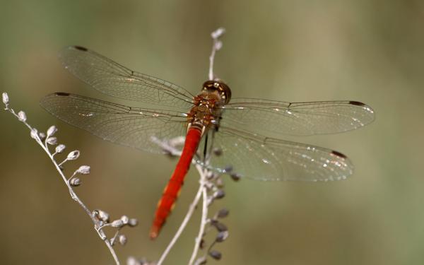 Red Dragon Fly