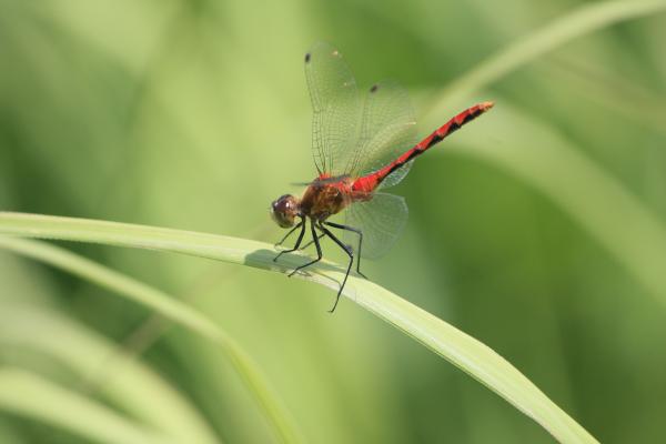 Red dragonfly