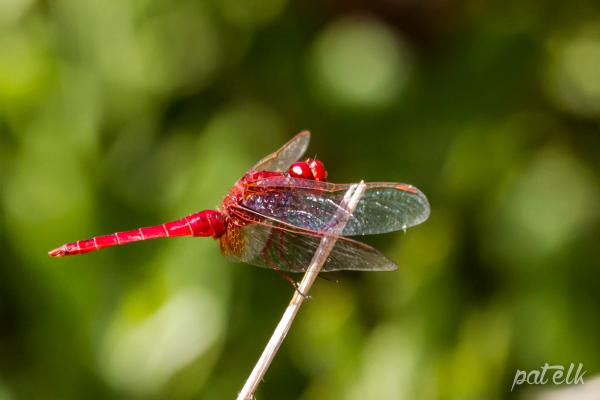 Red dragonfly
