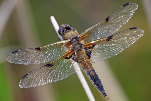 Red dragonfly