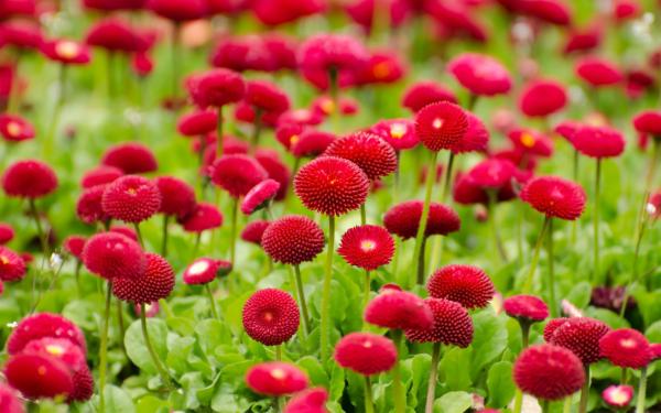 Red flower