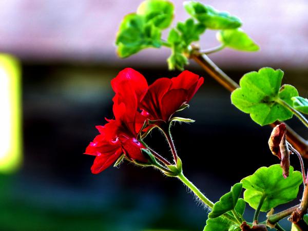 Red Flower