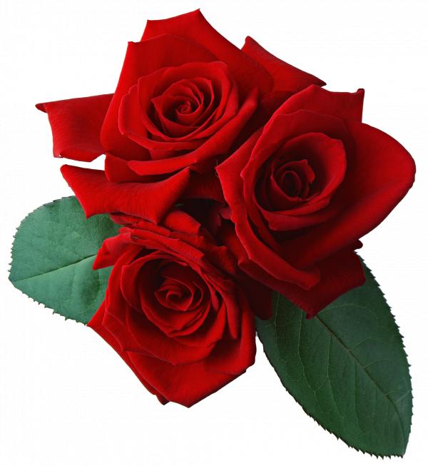 Red Flower