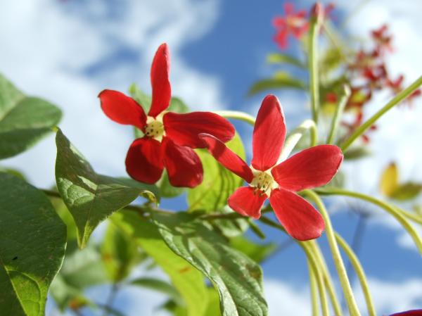 Red flower