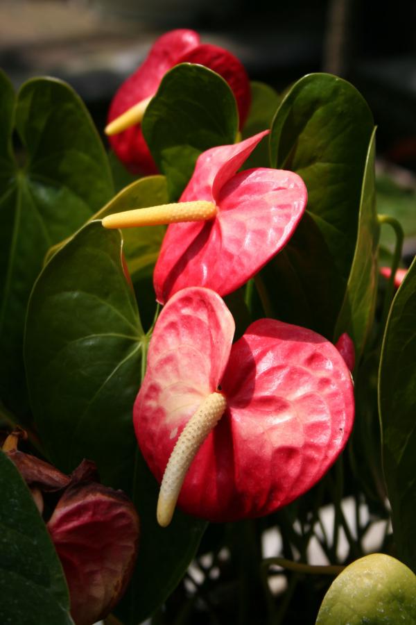 Red flower