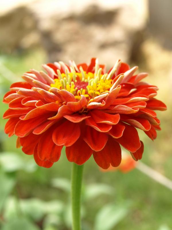 Red Flower