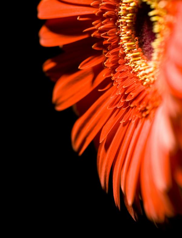 red flower