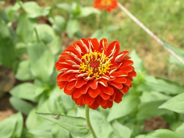 Red Flower