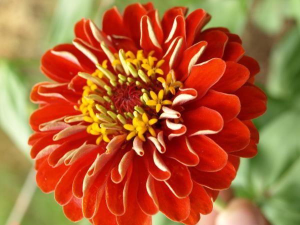 Red Flower