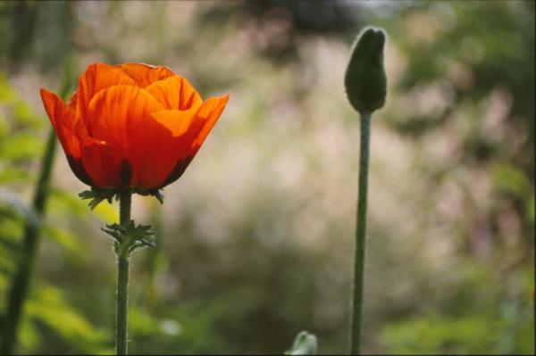 Red flower