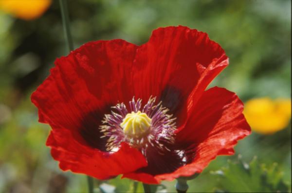 Red flower
