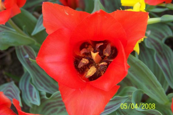 Red Flower