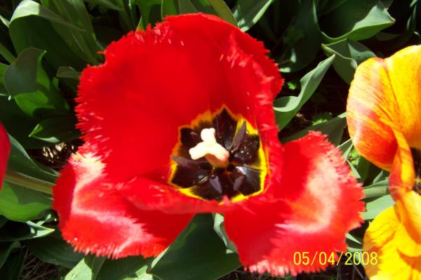 Red Flower