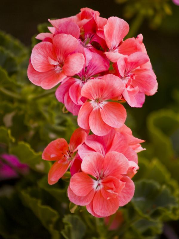 Red Flower