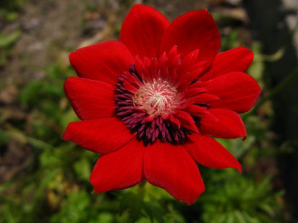 Red flower