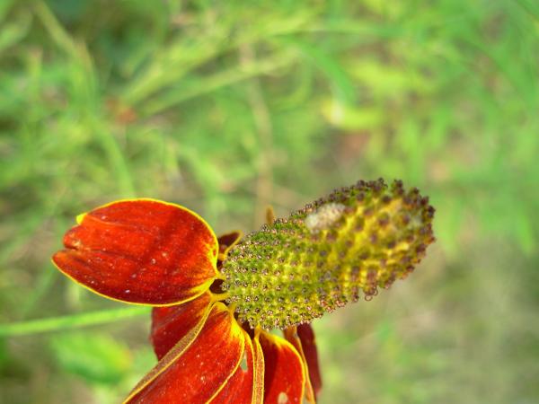 Red flower
