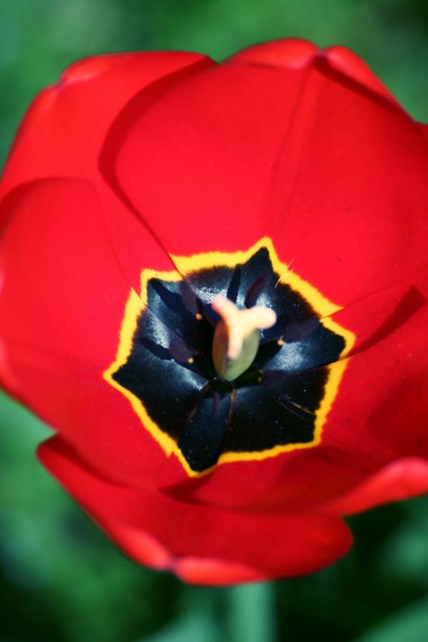 Red flower