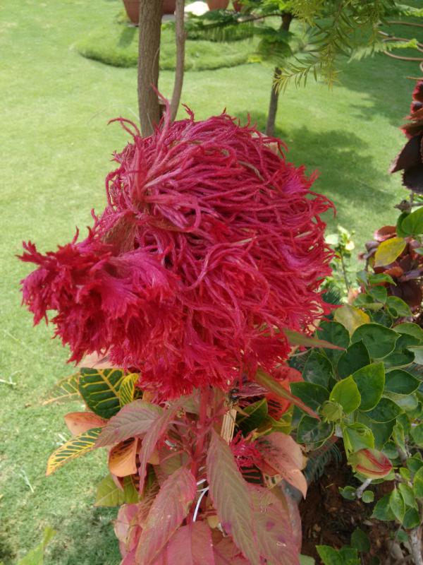 Red Flower