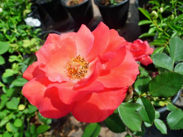 Red Flower