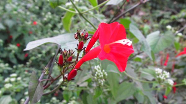 Red flower