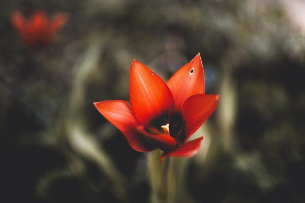 Red Flower