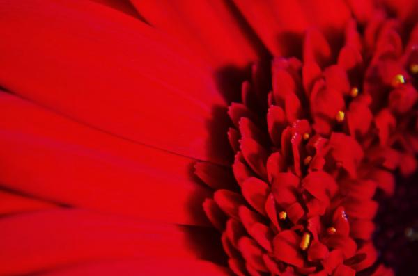 Red Flower Macro