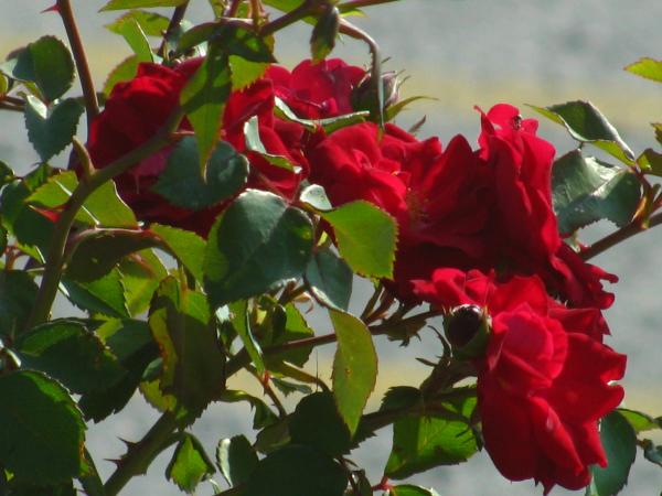 Red flowers