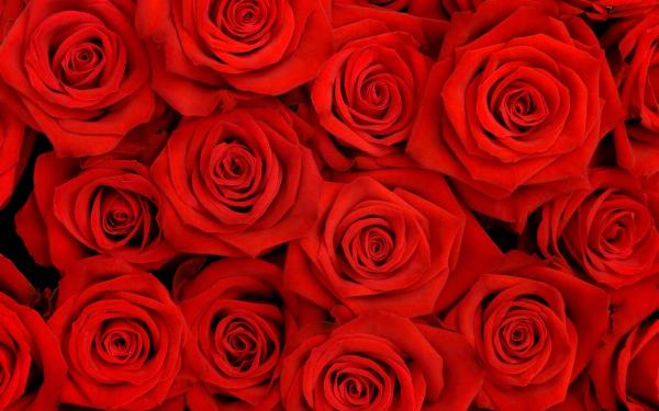 Red Flowers