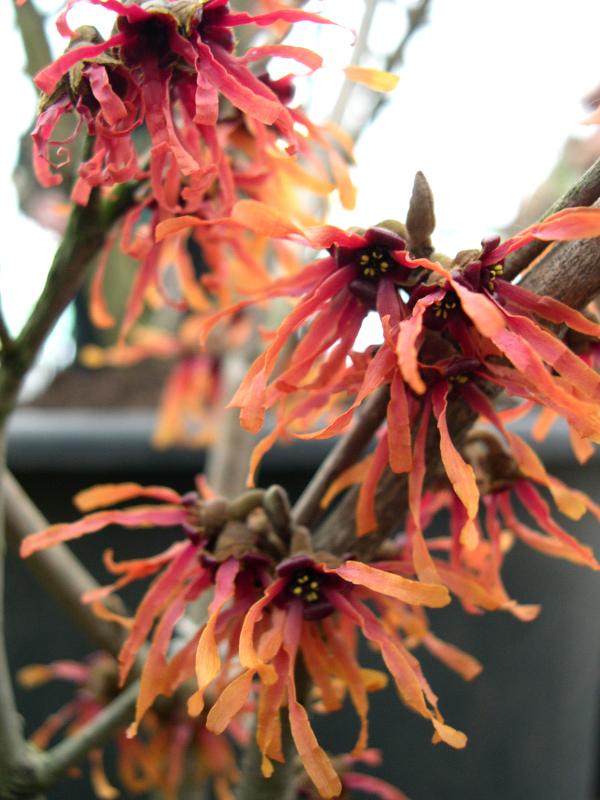 Red flowers