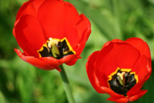 Red flowers