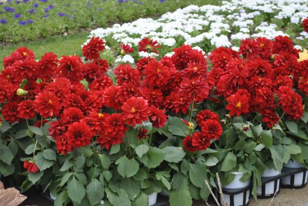 Red Flowers