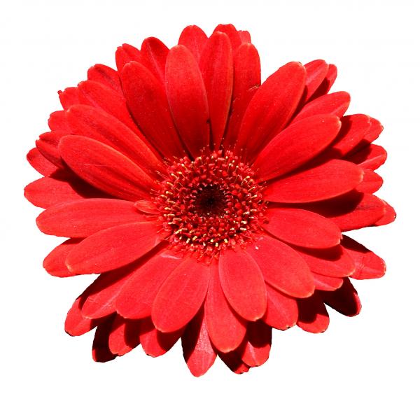 Red Flowers