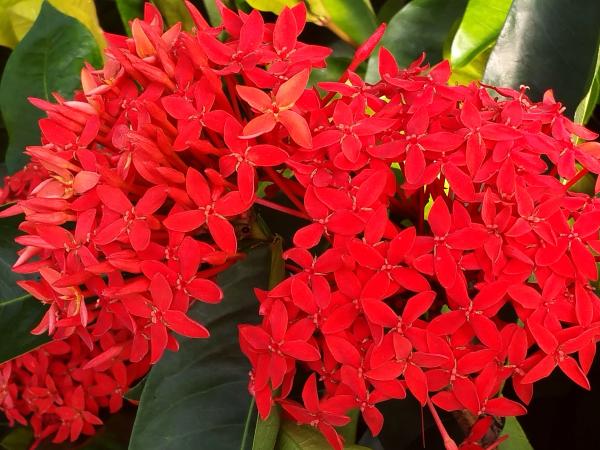 Red Flowers