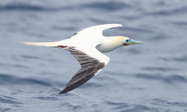 RED-FOOTED BOOBY (4-27-2018) holo-holo boat, coast and lehua island, out of port allen, kauai co, hawaii (1)